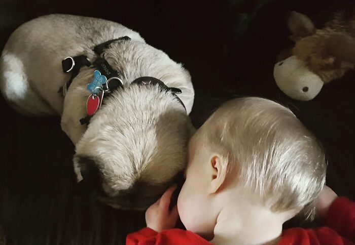 45 Adorable Pics Of Pets Helping Raise Newborns, Shared In This Threads Discussion