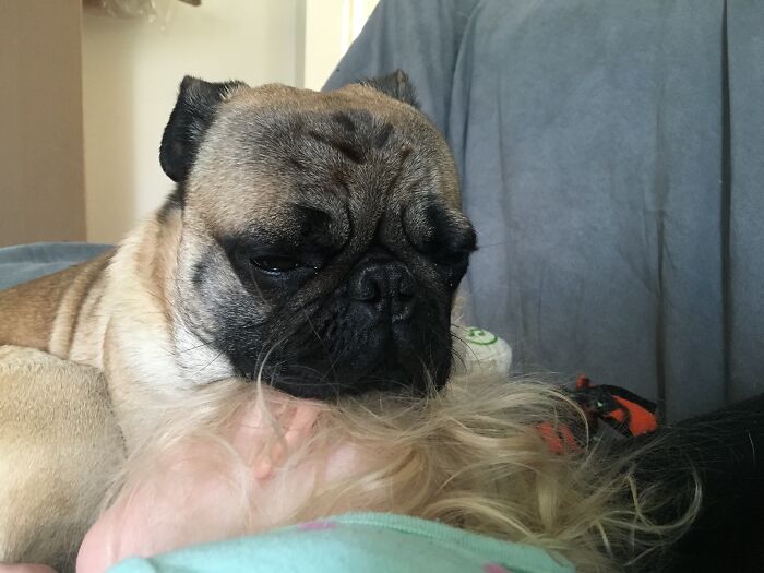 45 Adorable Pics Of Pets Helping Raise Newborns, Shared In This Threads Discussion