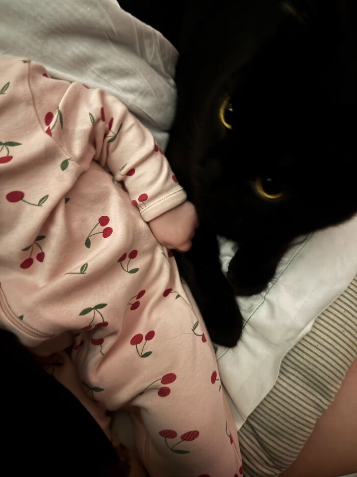 45 Adorable Pics Of Pets Helping Raise Newborns, Shared In This Threads Discussion