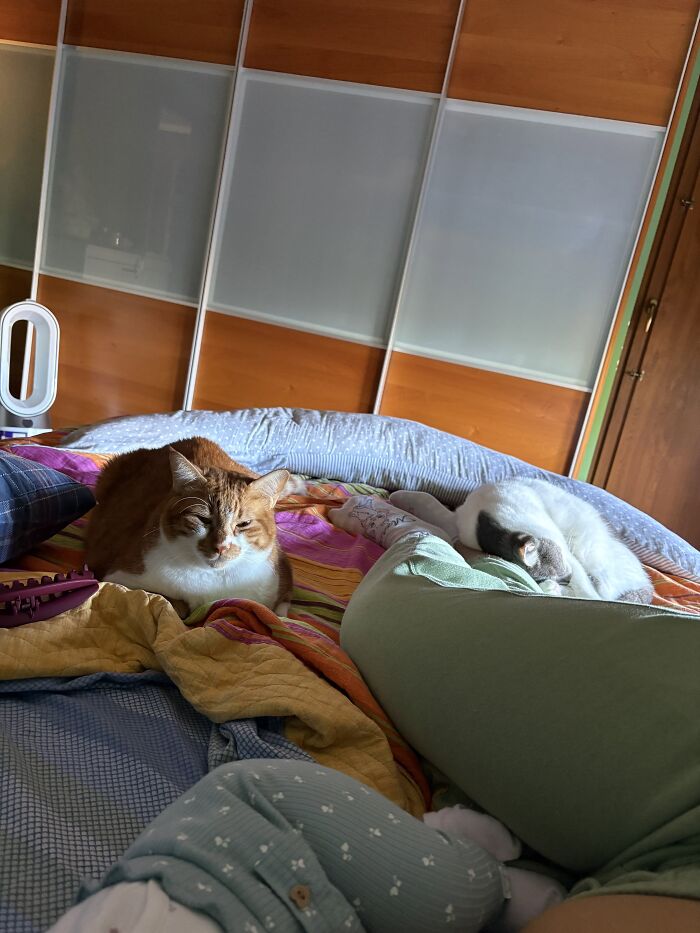 45 Adorable Pics Of Pets Helping Raise Newborns, Shared In This Threads Discussion