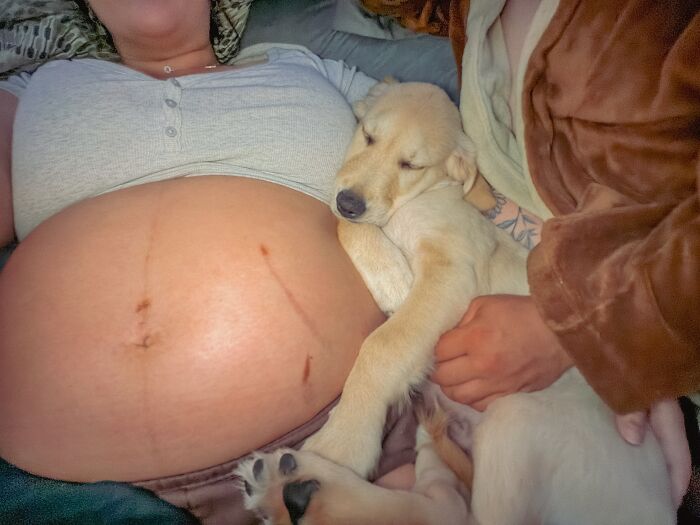 45 Adorable Pics Of Pets Helping Raise Newborns, Shared In This Threads Discussion