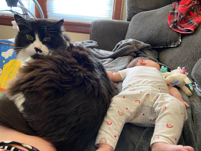 45 Adorable Pics Of Pets Helping Raise Newborns, Shared In This Threads Discussion