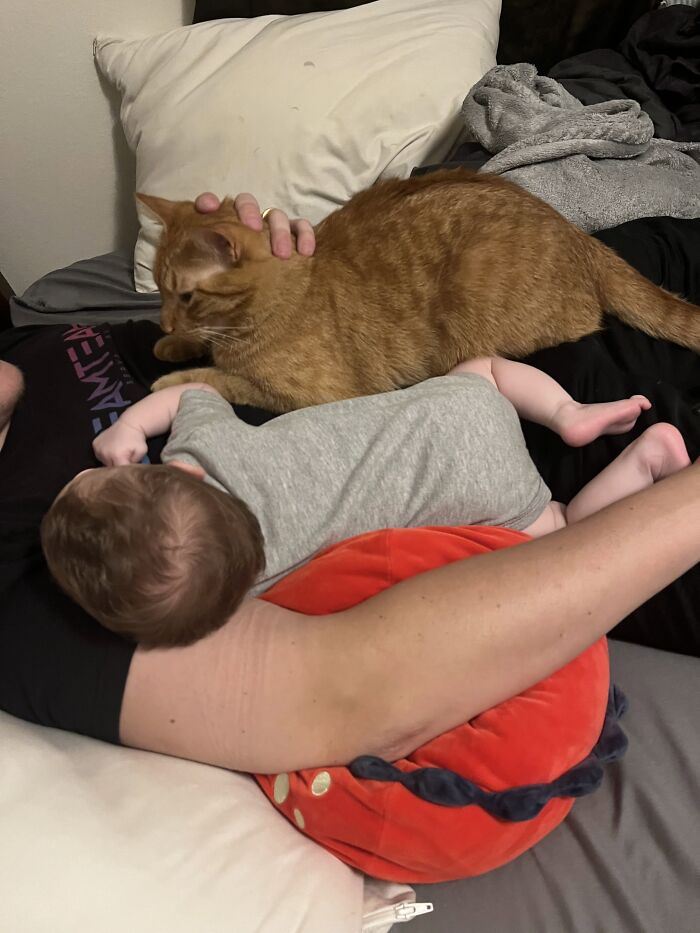 45 Adorable Pics Of Pets Helping Raise Newborns, Shared In This Threads Discussion
