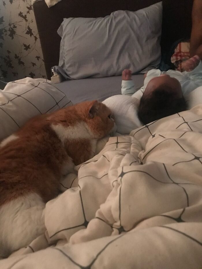 45 Adorable Pics Of Pets Helping Raise Newborns, Shared In This Threads Discussion