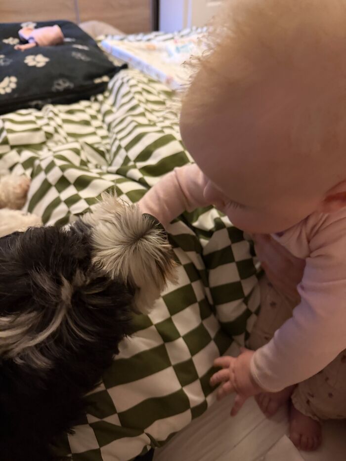 45 Adorable Pics Of Pets Helping Raise Newborns, Shared In This Threads Discussion