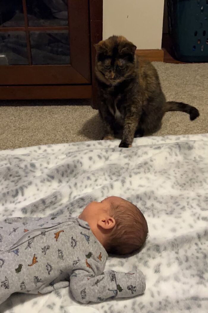 45 Adorable Pics Of Pets Helping Raise Newborns, Shared In This Threads Discussion