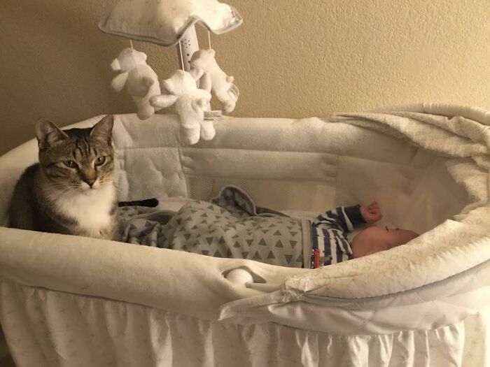 45 Adorable Pics Of Pets Helping Raise Newborns, Shared In This Threads Discussion