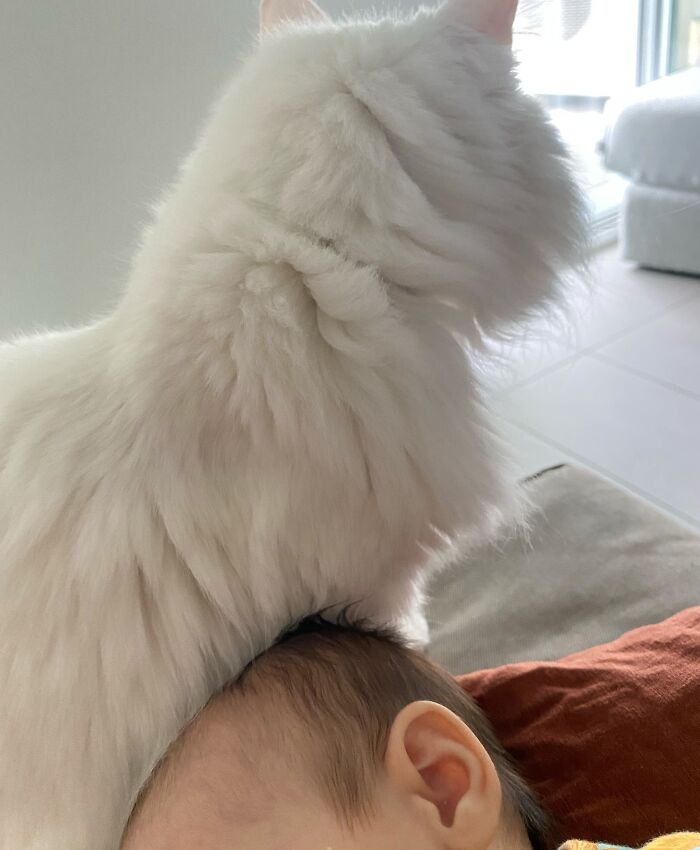 45 Adorable Pics Of Pets Helping Raise Newborns, Shared In This Threads Discussion