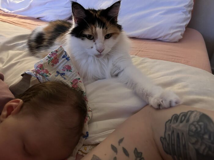 45 Adorable Pics Of Pets Helping Raise Newborns, Shared In This Threads Discussion