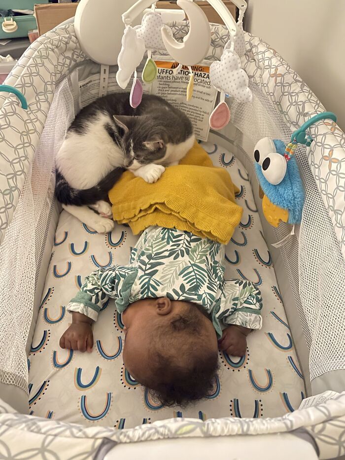 45 Adorable Pics Of Pets Helping Raise Newborns, Shared In This Threads Discussion
