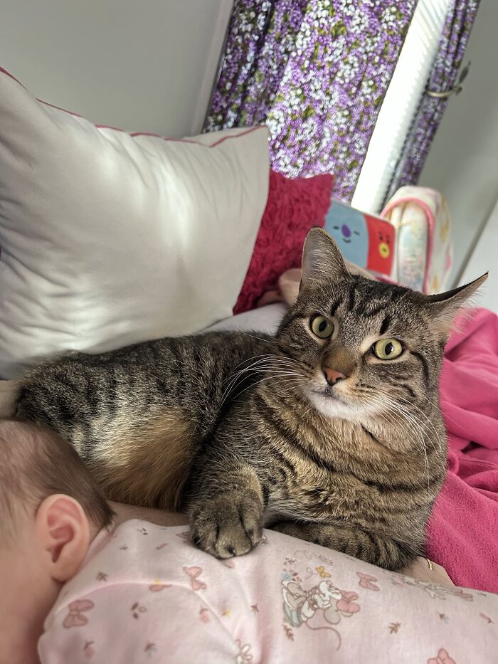 45 Adorable Pics Of Pets Helping Raise Newborns, Shared In This Threads Discussion