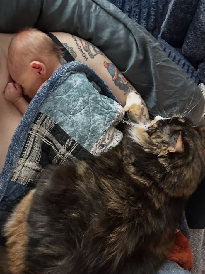 45 Adorable Pics Of Pets Helping Raise Newborns, Shared In This Threads Discussion