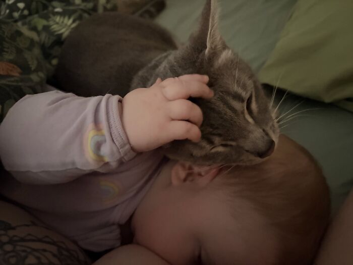 45 Adorable Pics Of Pets Helping Raise Newborns, Shared In This Threads Discussion