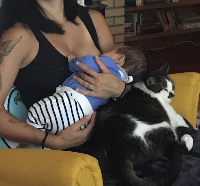 45 Adorable Pics Of Pets Helping Raise Newborns, Shared In This Threads Discussion