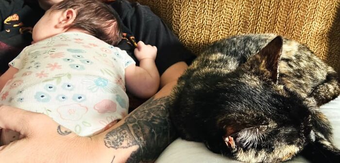 45 Adorable Pics Of Pets Helping Raise Newborns, Shared In This Threads Discussion