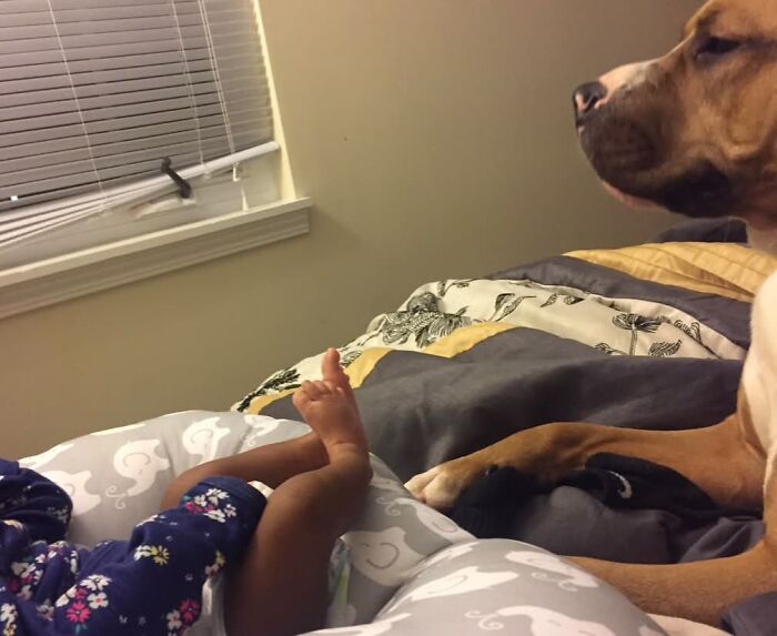 45 Adorable Pics Of Pets Helping Raise Newborns, Shared In This Threads Discussion