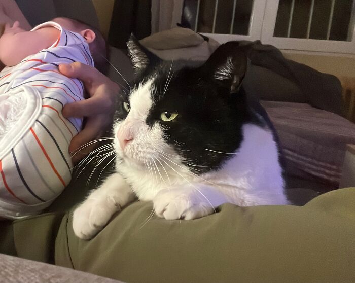 45 Adorable Pics Of Pets Helping Raise Newborns, Shared In This Threads Discussion