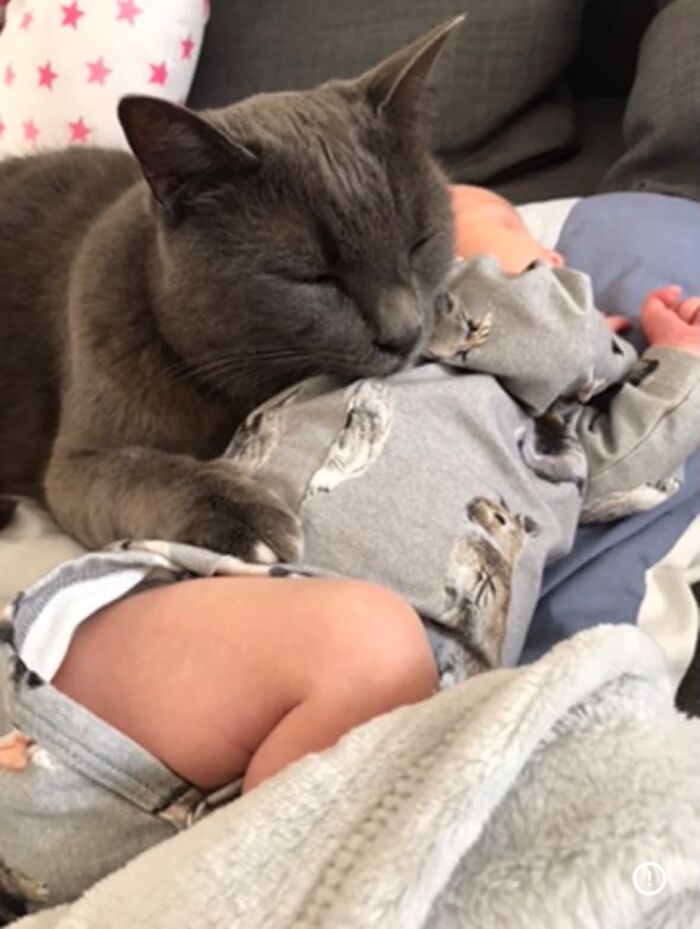 45 Adorable Pics Of Pets Helping Raise Newborns, Shared In This Threads Discussion