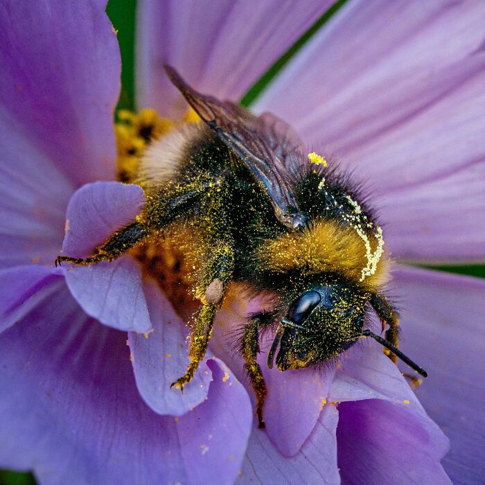 Bumblebees Just Solved A Puzzle That Scientists Once Used To Test Chimpanzees Bumblebees Just Solved A Puzzle That Scientists Once Used To Test Chimpanzees