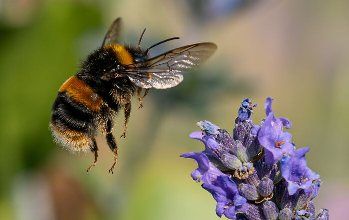 Bumblebees Just Solved A Puzzle That Scientists Once Used To Test Chimpanzees Bumblebees Just Solved A Puzzle That Scientists Once Used To Test Chimpanzees