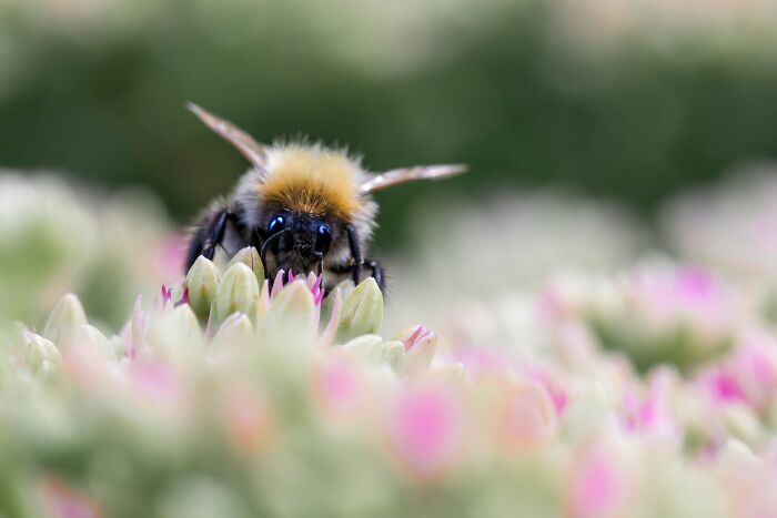 Bumblebees Just Solved A Puzzle That Scientists Once Used To Test Chimpanzees Bumblebees Just Solved A Puzzle That Scientists Once Used To Test Chimpanzees