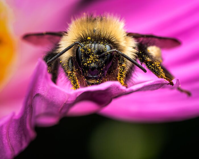 Bumblebees Just Solved A Puzzle That Scientists Once Used To Test Chimpanzees Bumblebees Just Solved A Puzzle That Scientists Once Used To Test Chimpanzees