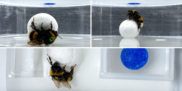 Bumblebees Just Solved A Puzzle That Scientists Once Used To Test Chimpanzees Bumblebees Just Solved A Puzzle That Scientists Once Used To Test Chimpanzees
