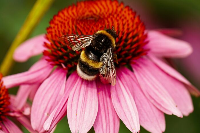 Bumblebees Just Solved A Puzzle That Scientists Once Used To Test Chimpanzees Bumblebees Just Solved A Puzzle That Scientists Once Used To Test Chimpanzees