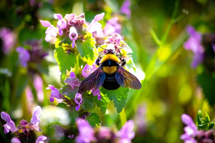 Bumblebees Just Solved A Puzzle That Scientists Once Used To Test Chimpanzees Bumblebees Just Solved A Puzzle That Scientists Once Used To Test Chimpanzees