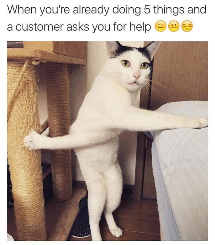 43 Cat Memes Shared By This Page That Prove Our Feline Friends Are The Funniest Creatures