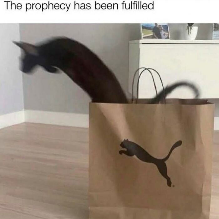 43 Cat Memes Shared By This Page That Prove Our Feline Friends Are The Funniest Creatures
