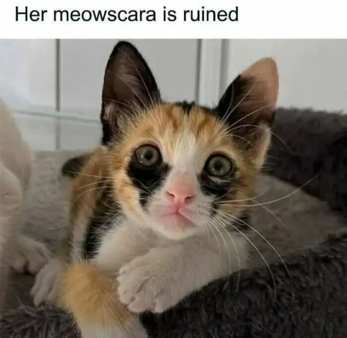 43 Cat Memes Shared By This Page That Prove Our Feline Friends Are The Funniest Creatures