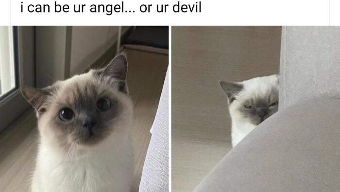 43 Cat Memes Shared By This Page That Prove Our Feline Friends Are The Funniest Creatures