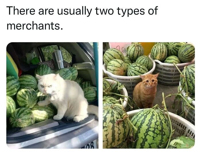 43 Cat Memes Shared By This Page That Prove Our Feline Friends Are The Funniest Creatures