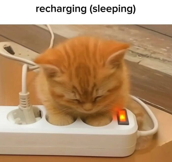 43 Cat Memes Shared By This Page That Prove Our Feline Friends Are The Funniest Creatures