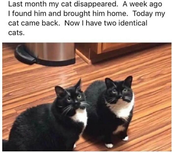 43 Cat Memes Shared By This Page That Prove Our Feline Friends Are The Funniest Creatures