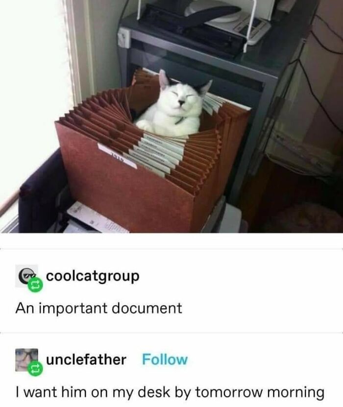 43 Cat Memes Shared By This Page That Prove Our Feline Friends Are The Funniest Creatures