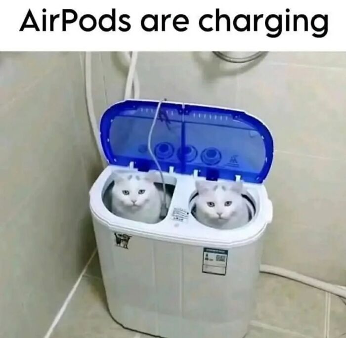 43 Cat Memes Shared By This Page That Prove Our Feline Friends Are The Funniest Creatures
