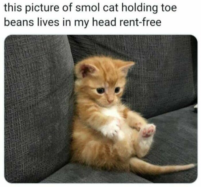 43 Cat Memes Shared By This Page That Prove Our Feline Friends Are The Funniest Creatures