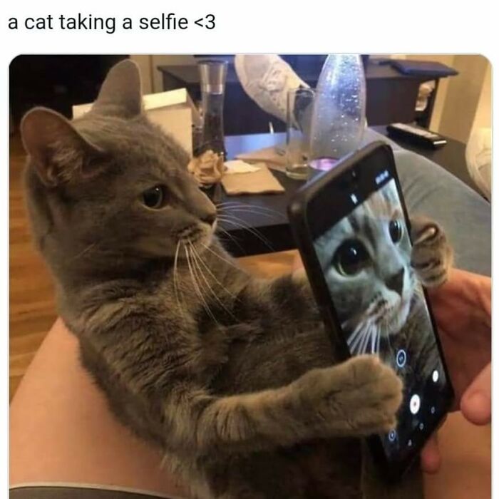 43 Cat Memes Shared By This Page That Prove Our Feline Friends Are The Funniest Creatures