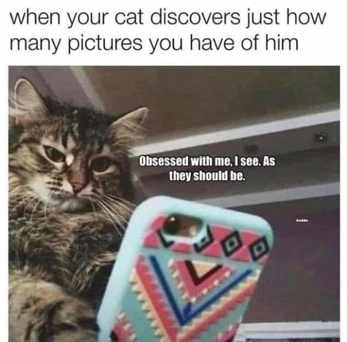 43 Cat Memes Shared By This Page That Prove Our Feline Friends Are The Funniest Creatures