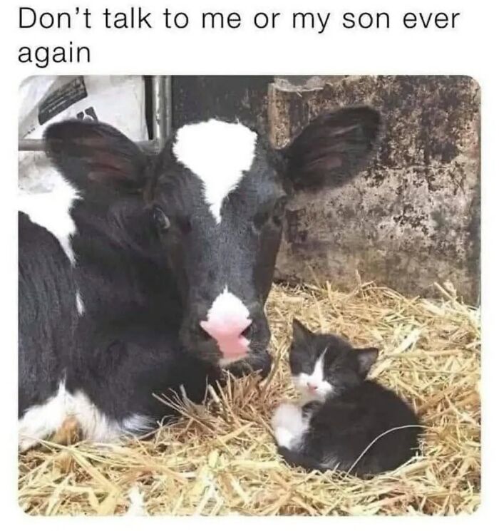 43 Cat Memes Shared By This Page That Prove Our Feline Friends Are The Funniest Creatures
