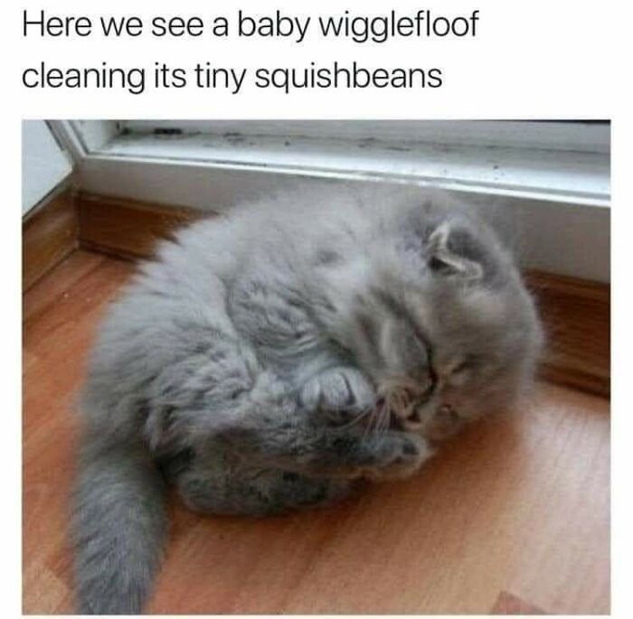 43 Cat Memes Shared By This Page That Prove Our Feline Friends Are The Funniest Creatures