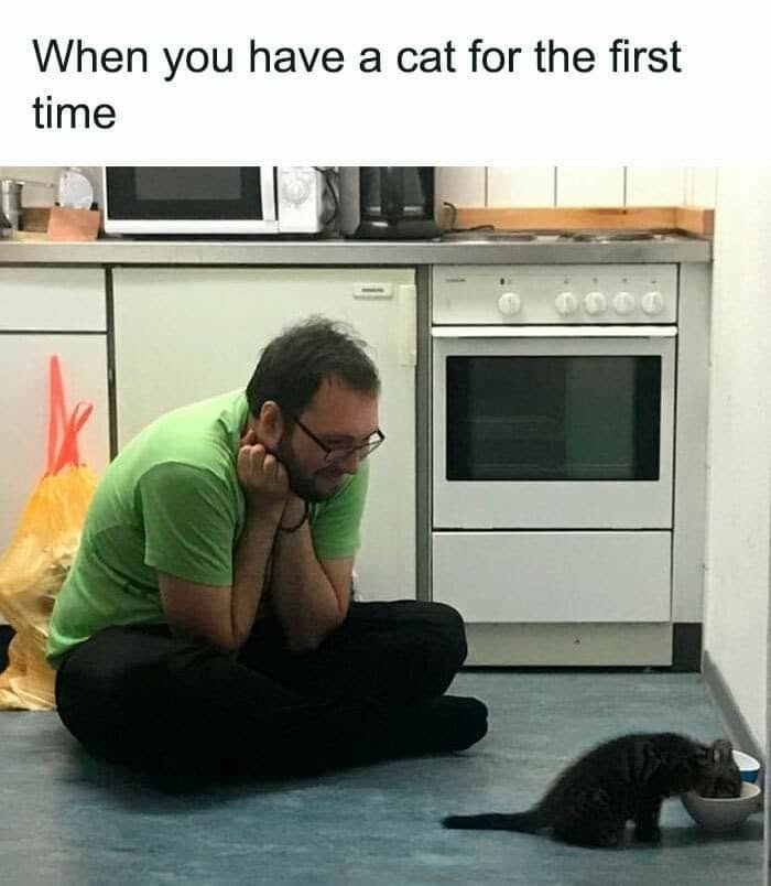 43 Cat Memes Shared By This Page That Prove Our Feline Friends Are The Funniest Creatures