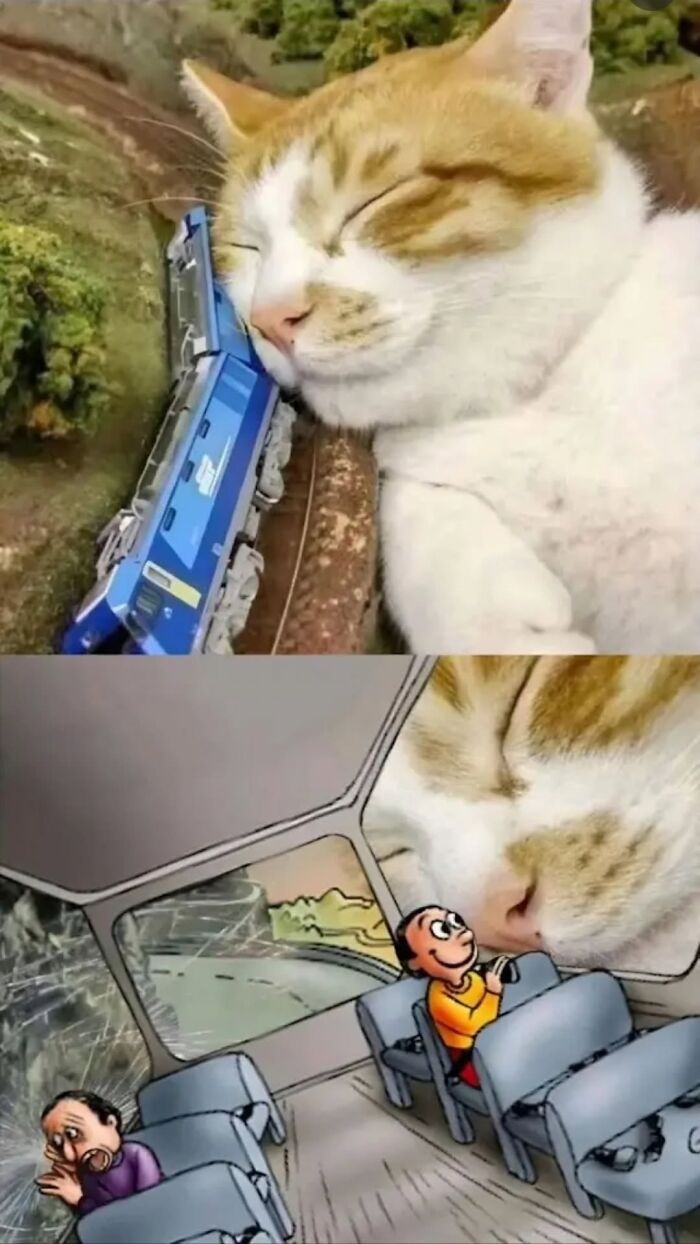 43 Cat Memes Shared By This Page That Prove Our Feline Friends Are The Funniest Creatures