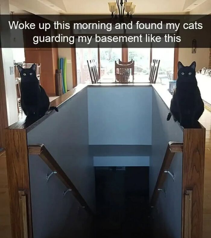 43 Cat Memes Shared By This Page That Prove Our Feline Friends Are The Funniest Creatures