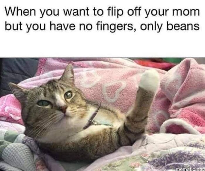 43 Cat Memes Shared By This Page That Prove Our Feline Friends Are The Funniest Creatures