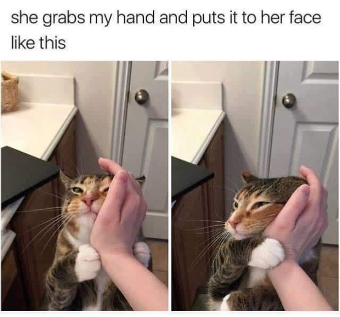 43 Cat Memes Shared By This Page That Prove Our Feline Friends Are The Funniest Creatures