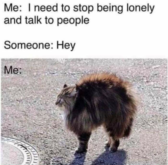 43 Cat Memes Shared By This Page That Prove Our Feline Friends Are The Funniest Creatures