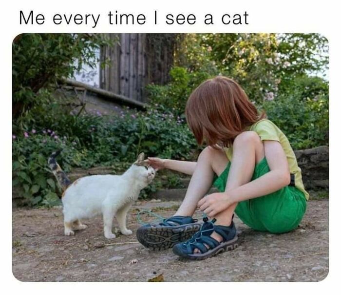 43 Cat Memes Shared By This Page That Prove Our Feline Friends Are The Funniest Creatures